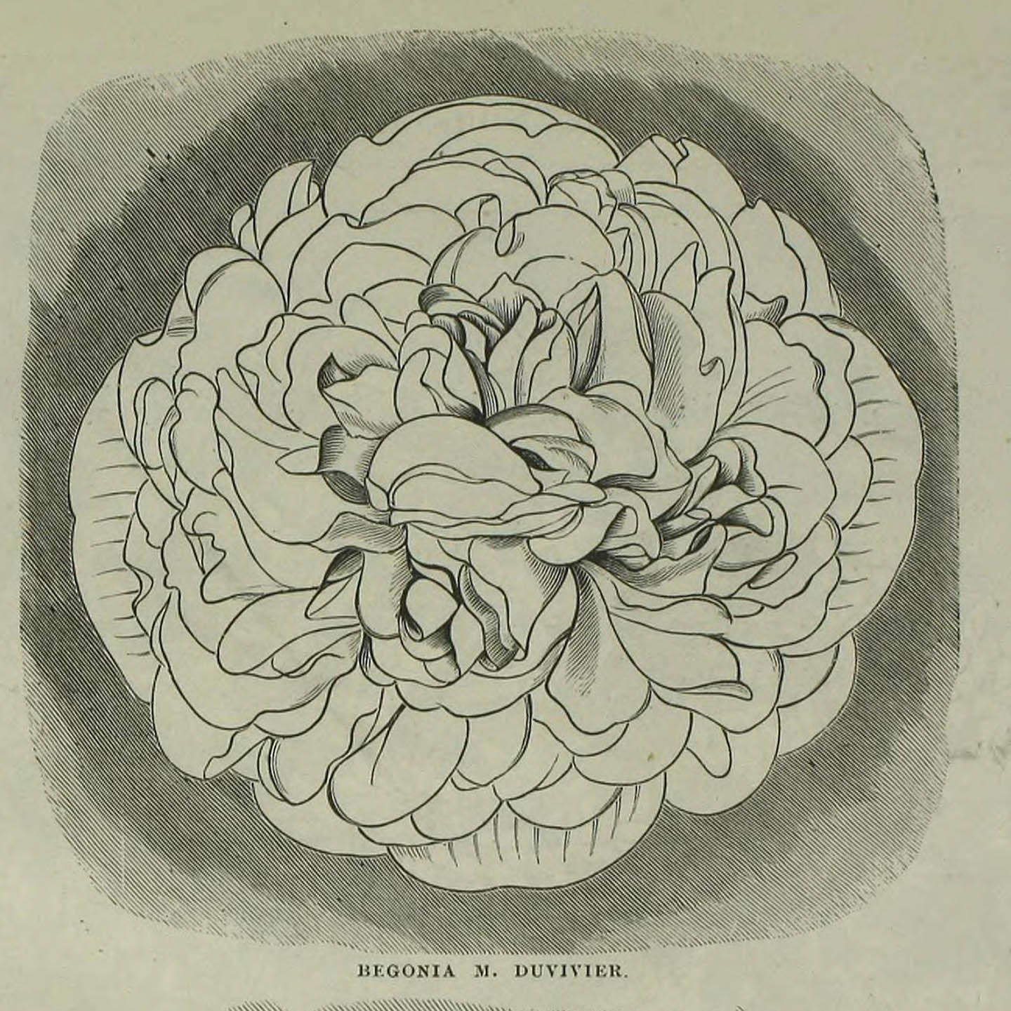 B. ‘M. Duvivier’